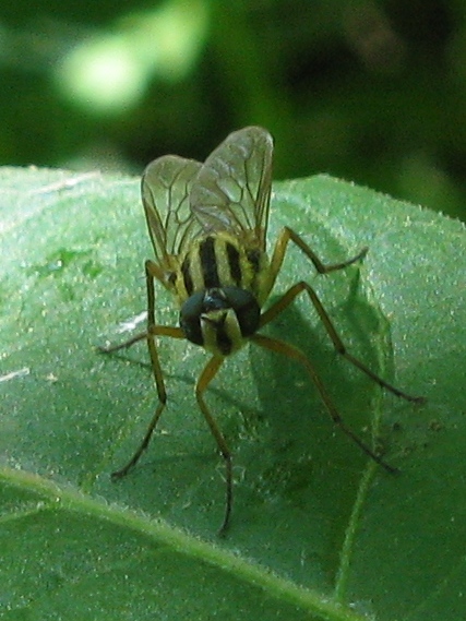 Therevidae..